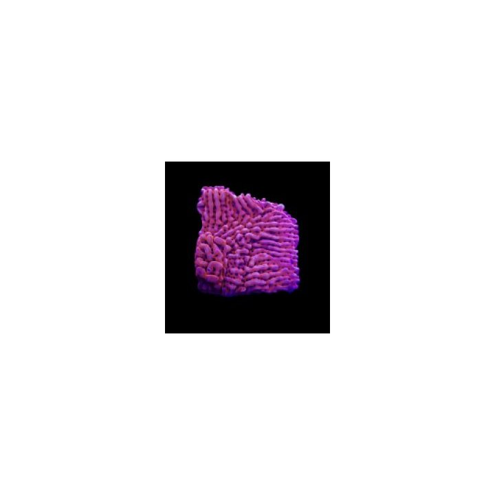 Montipora danae (JF Mean Streak) (frag) | SPS-kivikoralli |…