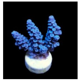 Acropora bifaria (Blue) (frag) | SPS stony coral | Akvaario…