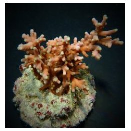 Acropora turaki (frag) | SPS stony coral | Akvaariokeidas