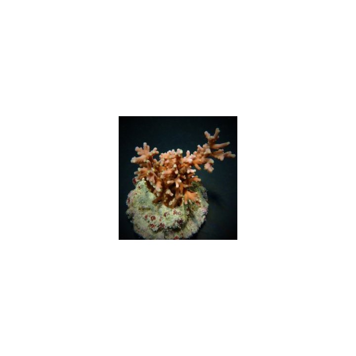 Acropora turaki (frag) | SPS stony coral | Akvaariokeidas