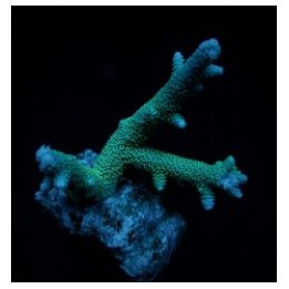 Acropora abrolhosensis (frag) | SPS stony coral | Akvaariok…