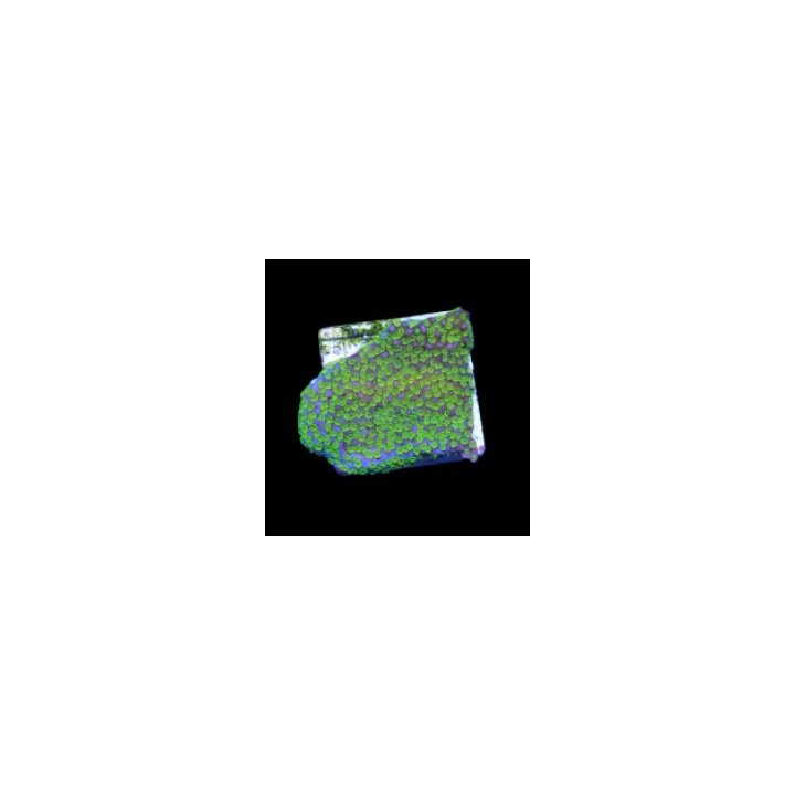 Montipora spp. (Ultraman) (frag) | SPS-kivikoralli | Akvaar…