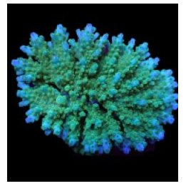 Acropora efflorescens (frag) | SPS stony coral | Akvaarioke…