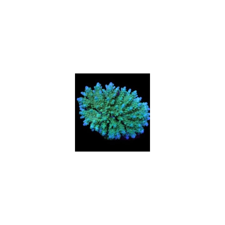 Acropora efflorescens (frag) | SPS stony coral | Akvaarioke…