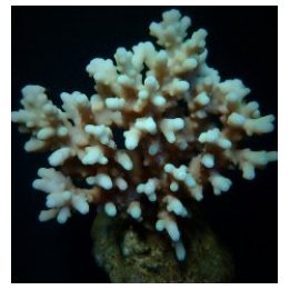 Acropora lokani (frag) | SPS-kivikoralli | Akvaariokeidas