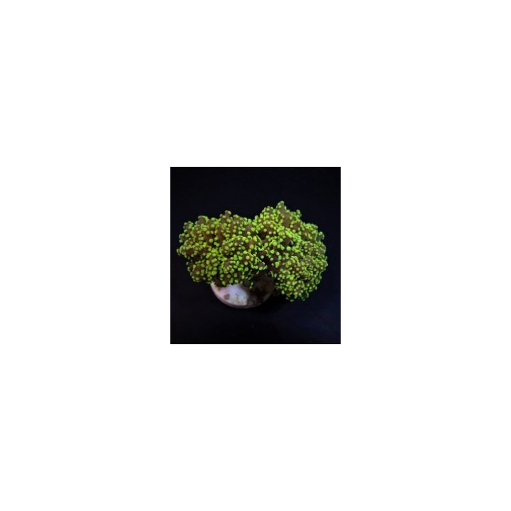 Euphyllia yaeyamaensis (Green) (Premium) (1
