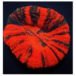 Scolymia australis (War Paint) (frag) | LPS stony coral | A…