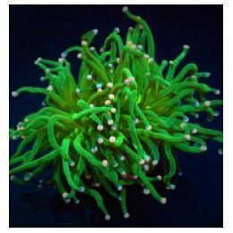 Euphyllia glabrescens (Cotton Candy) (1 hd.) | LPS stony co…