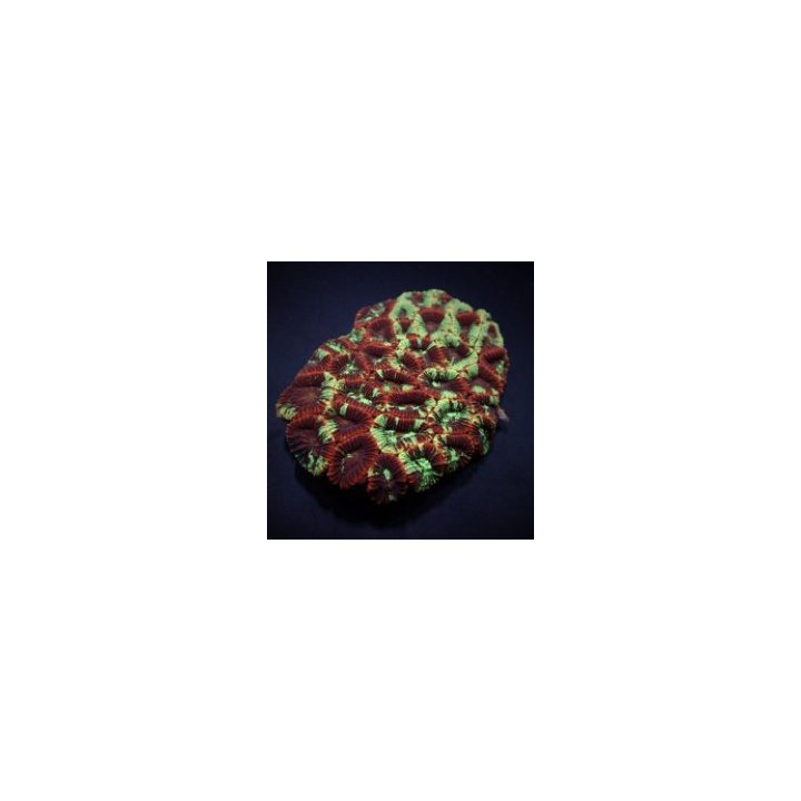 Favia spp. (Premium) (frag) | Akvaariokeidas