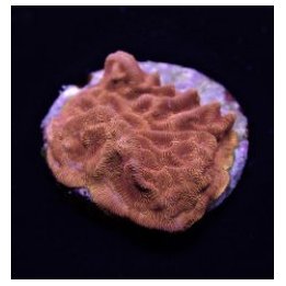 Leptoseris spp. (Premium) (frag) | LPS stony coral | Akvaar…