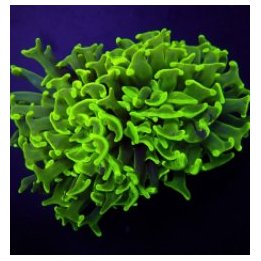 Euphyllia paraancora (Green) (Premium) (1 hd.) | LPS stony …