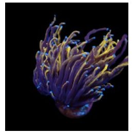 Euphyllia glabrescens (Gold Torch) (Grade A) (1 hd.) | LPS …