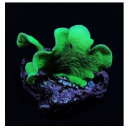 Pavona cactus (Green) (frag) | LPS stony coral | Akvaarioke…