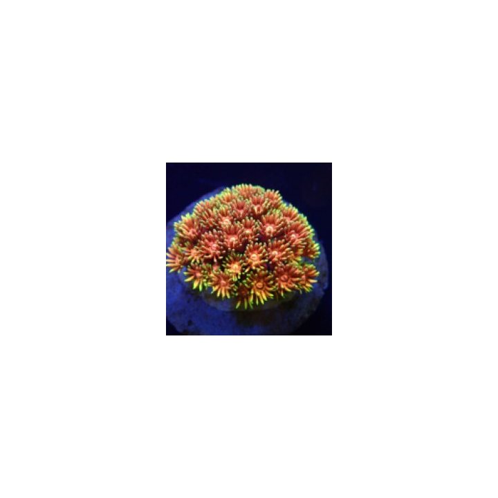 Goniopora spp. (Hellfire) (frag) | LPS-kivikoralli | Akvaar…