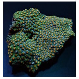 Cyphastrea spp. (Premium) (frag) | LPS stony coral | Akvaar…