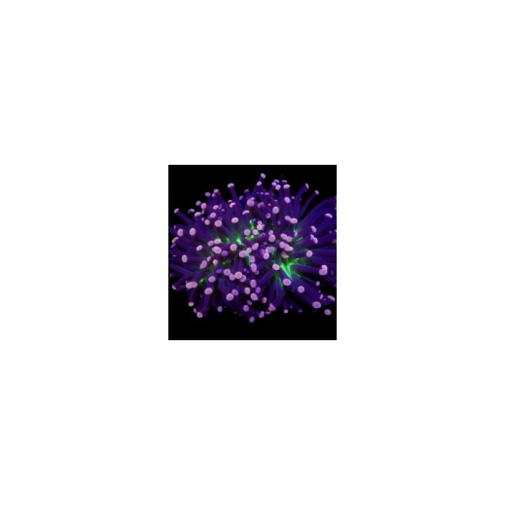 Euphyllia cristata (Joker) (1 hd.) | LPS-kivikoralli | Akva…