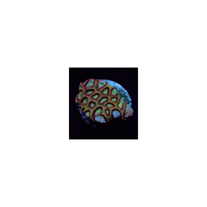 Favites spp. (Ultra) (frag) | LPS-kivikoralli | Akvaariokei…