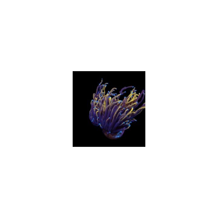 Euphyllia glabrescens (Gold Torch) (1 hd.) | LPS stony cora…