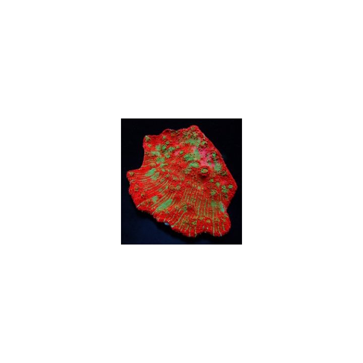 Oxypora spp. (Ultra) (frag) | LPS-kivikoralli | Akvaariokei…
