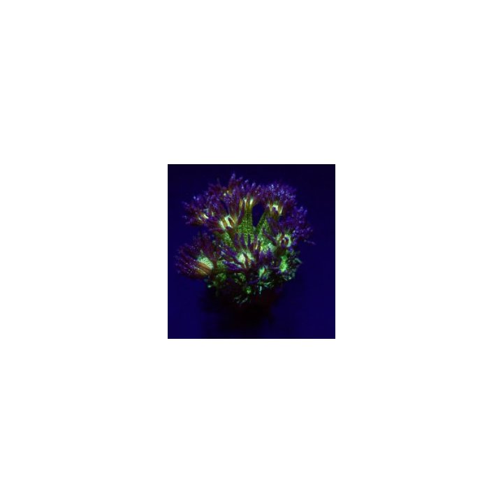 Goniopora spp. (Blue-Green Glitter) (frag) | LPS-kivikorall…