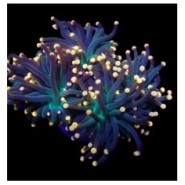 Euphyllia glabrescens (Premium) (1 hd.) | LPS-kivikoralli |…