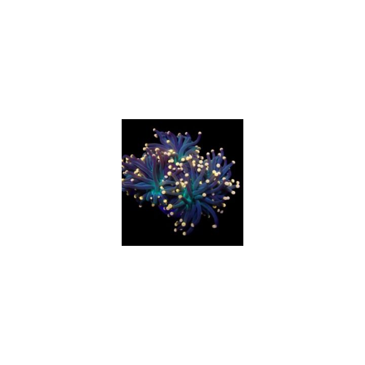 Euphyllia glabrescens (Premium) (1 hd.) | LPS stony coral |…