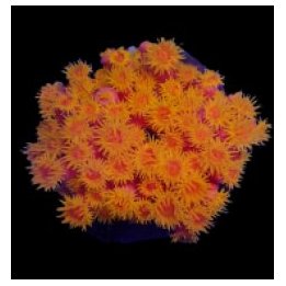 Tubastraea faulkneri (Orange) (frag) | LPS-kivikoralli | Ak…