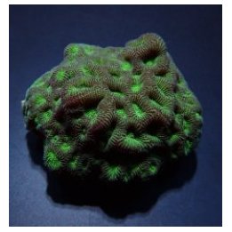 Favites spp. (Green) (frag) | LPS stony coral | Akvaariokei…