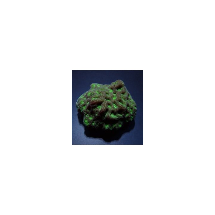 Favites spp. (Green) (frag) | Akvaariokeidas