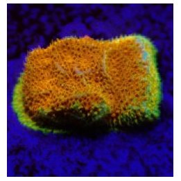 Psammocora spp. (Watermelon) (frag) | LPS stony coral | Akv…