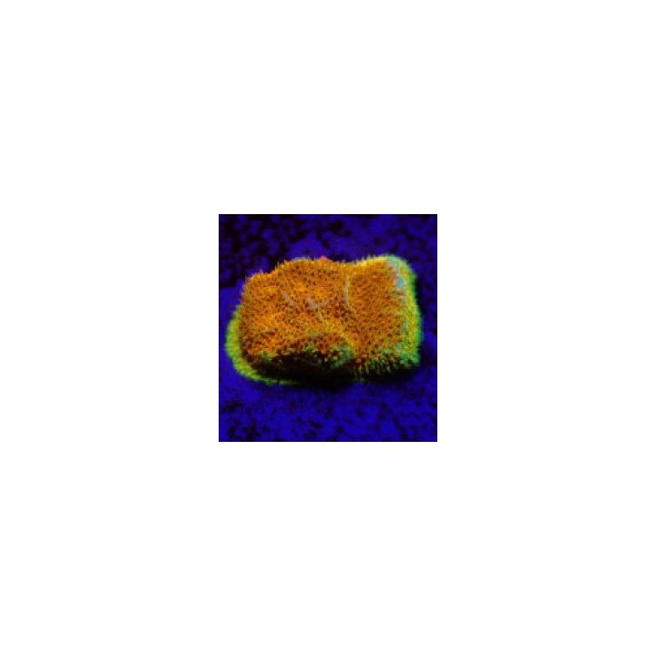 Psammocora spp. (Watermelon) (frag) | LPS-kivikoralli | Akv…