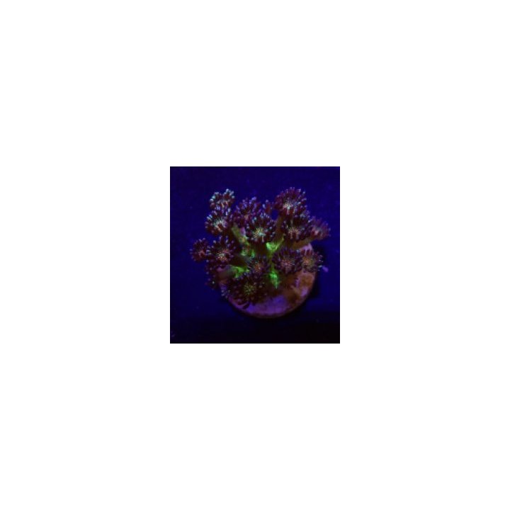 Goniopora spp. (Red Face Glitter) (frag) | LPS-kivikoralli …