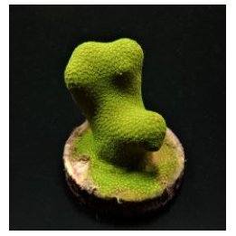 Porites cylindrica (Yellow-Green) (frag) | LPS-kivikoralli …