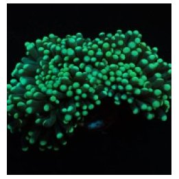 Euphyllia cristata (Green) (Premium) (1 hd.) | LPS stony co…