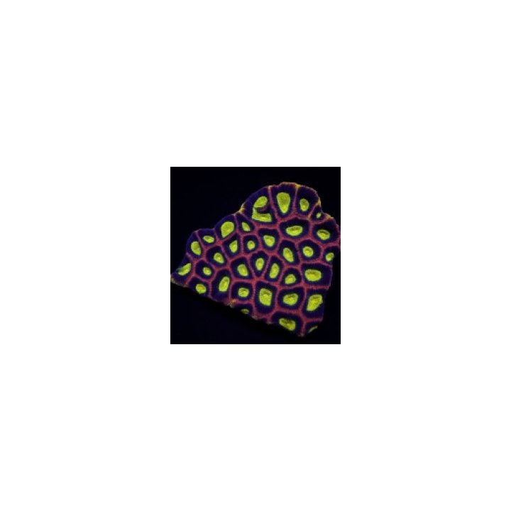Favites complanata (Dragon Soul) (frag) | LPS-kivikoralli |…