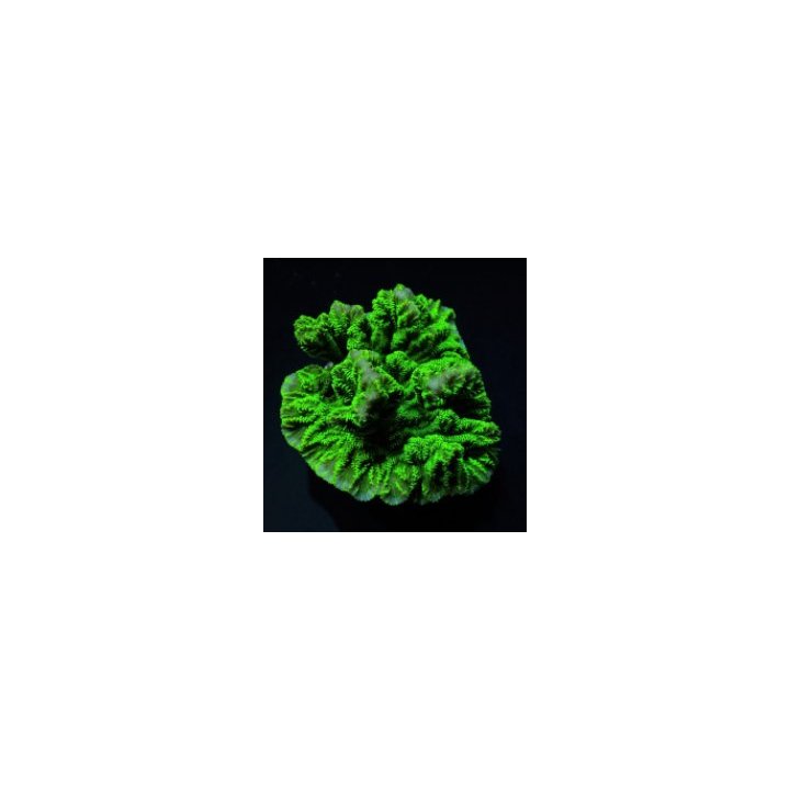 Merulina ampliata (Green) (frag) | LPS-kivikoralli | Akvaar…