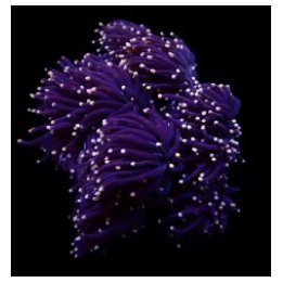 Euphyllia glabrescens (Orange-Pink tip) (1 hd.) | LPS-kivik…