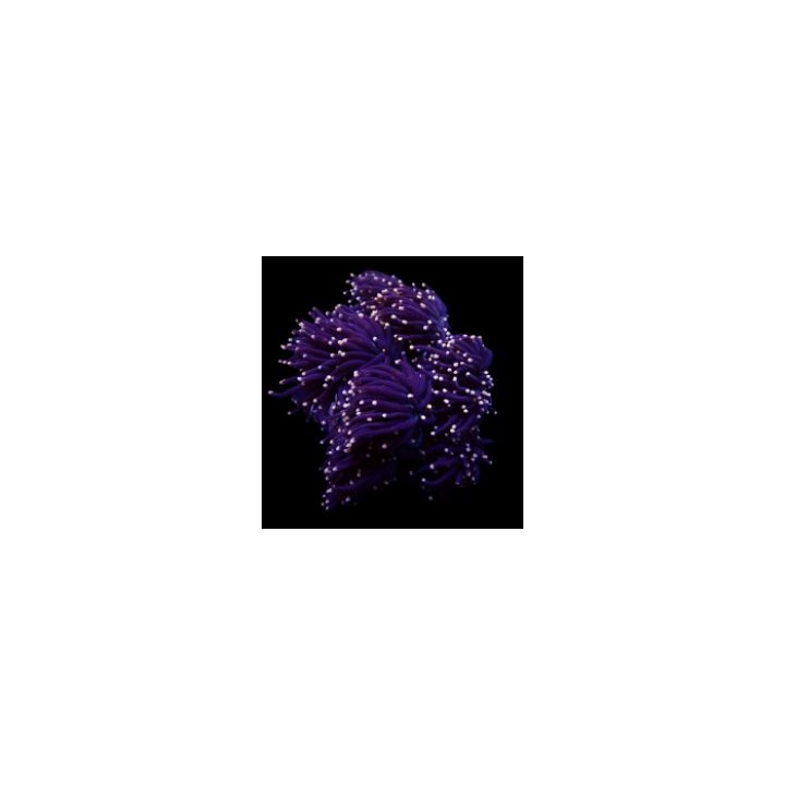 Euphyllia glabrescens (Orange-Pink tip) (1 hd.) | LPS-kivik…
