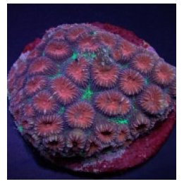 Favia spp. (Red) (frag) | LPS stony coral | Akvaariokeidas