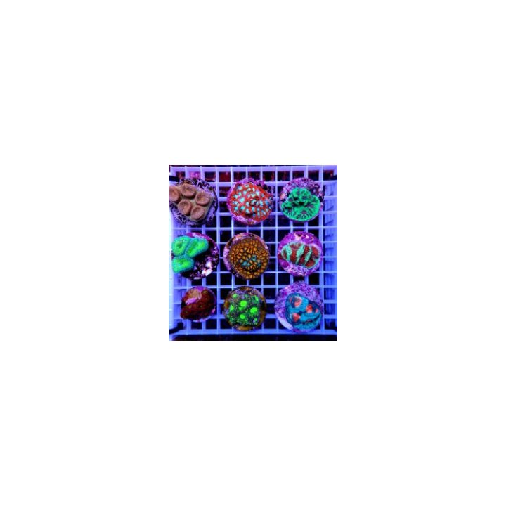LPS (Ultra) (frag) | LPS stony coral | Akvaariokeidas