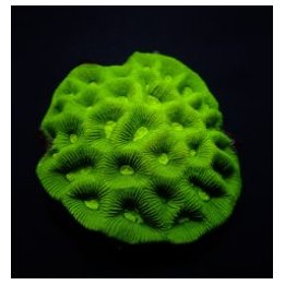 Goniastrea spp. (Premium) (frag) | LPS stony coral | Akvaar…