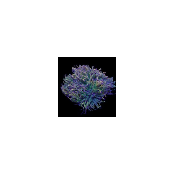 Euphyllia glabrescens (Rapunzel) (1 hd.) | LPS stony coral …