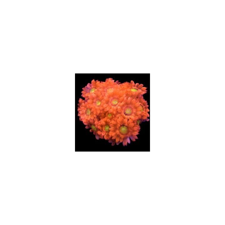 Goniopora spp. (Juicy Pumkin) (frag) | Akvaariokeidas