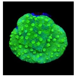 Astreopora spp. (Green) (frag) | LPS stony coral | Akvaario…