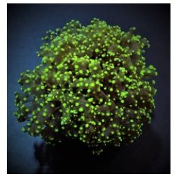 Euphyllia paradivisa (Green) (Premium) (1 hd.) | LPS-kiviko…