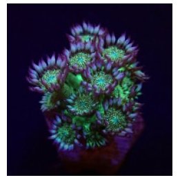 Goniopora spp. (Glitter face) (frag) | LPS stony coral | Ak…