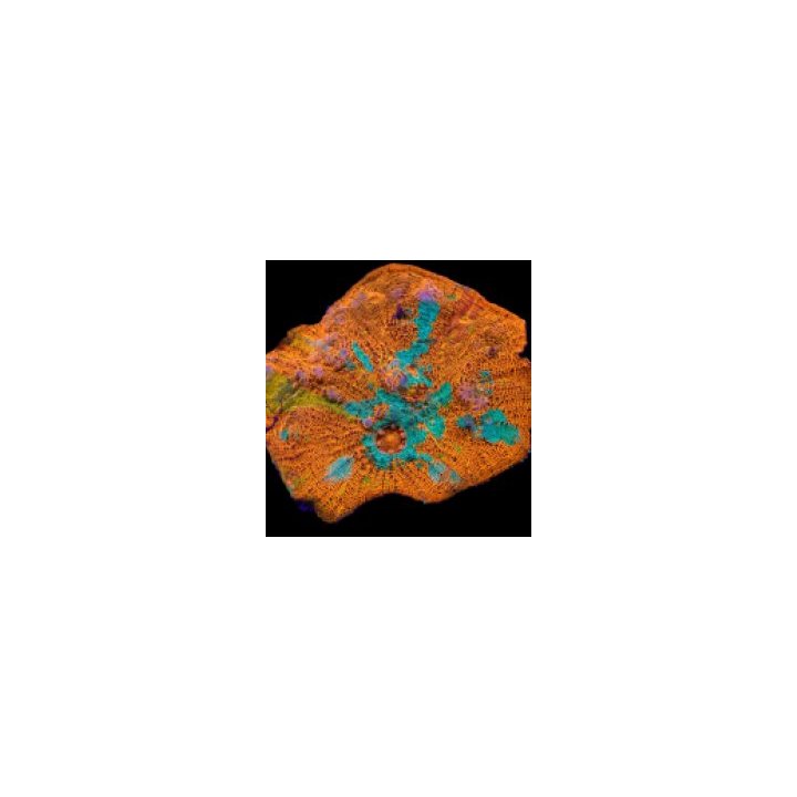 Echinophyllia spp. (Ultra) (frag) | Akvaariokeidas