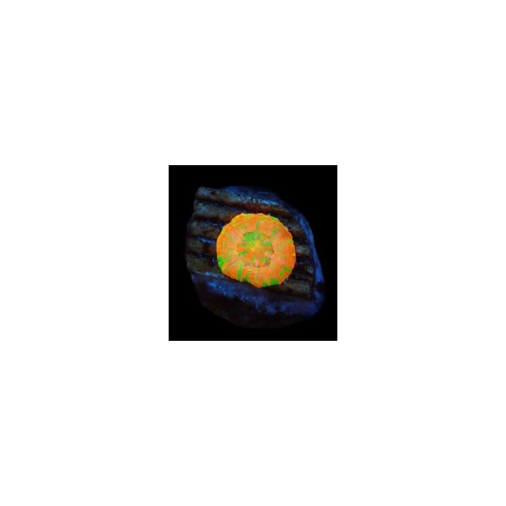 Scolymia australis (Rev.Bleeding Apple) (Captive Spawned) |…