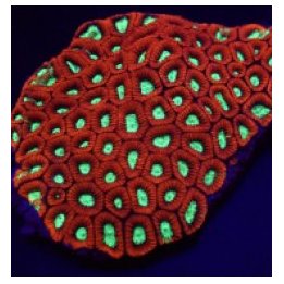 Favites spp. (Premium) (frag) | LPS stony coral | Akvaariok…