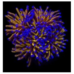 Euphyllia cristata (Gold Torch) (1 hd.) | LPS stony coral |…